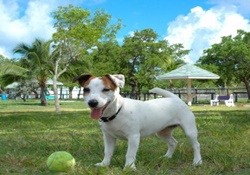 dog park in the florida keys