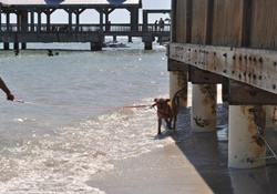 dog park in the florida keys
